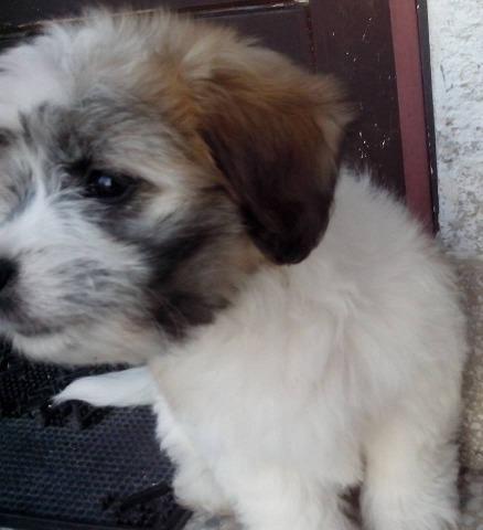 Coton-de-Tulear---muska-stenad-odlicnog-porek