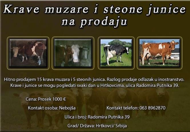 Krave muzare i steone junice