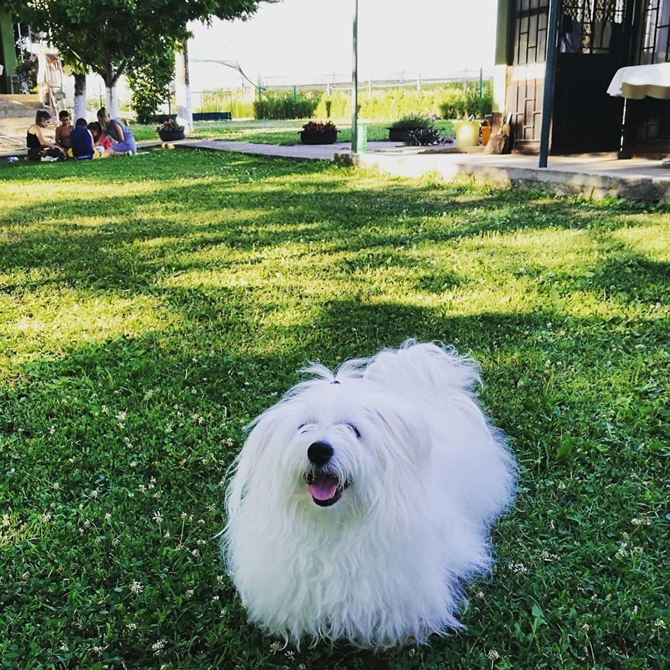 Coton-de-Tulear