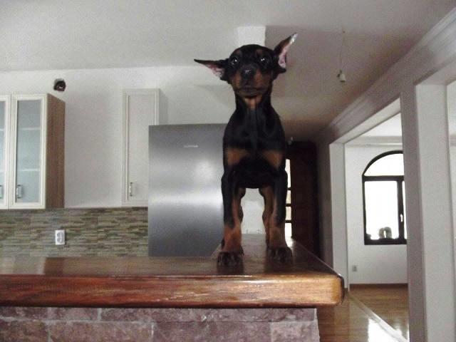 Doberman stenci