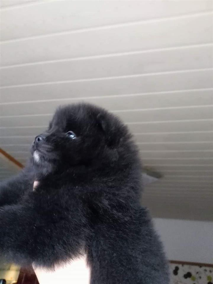 Pomeranski-špic-