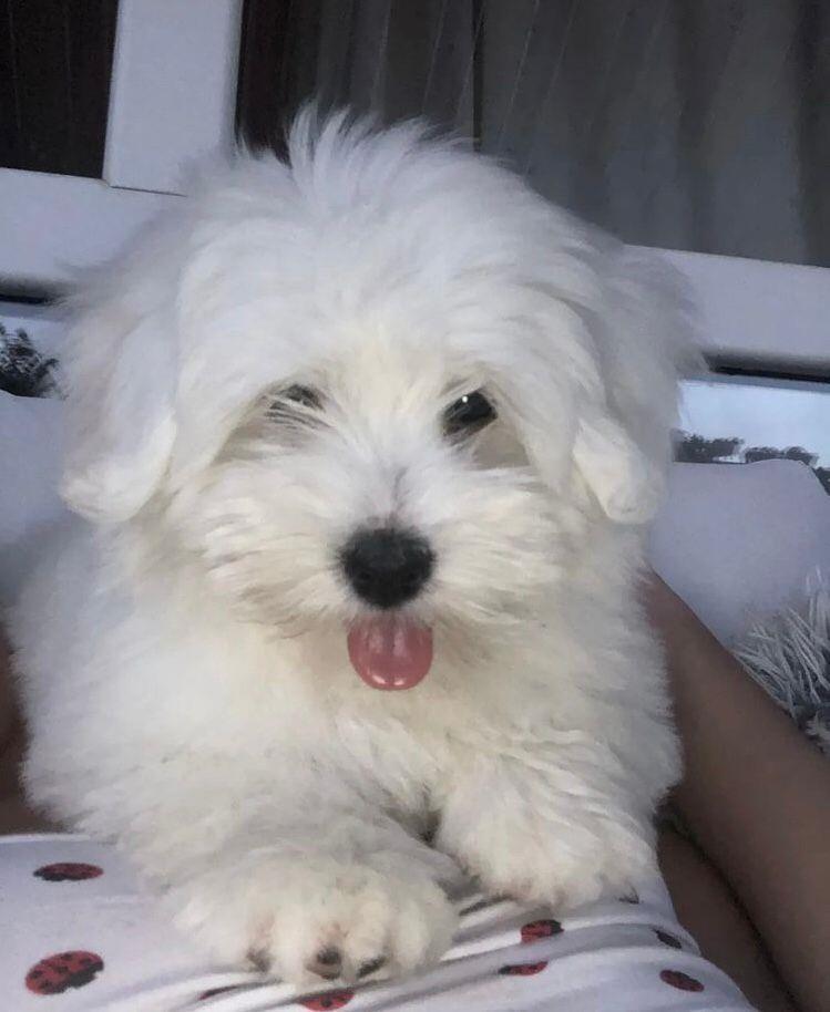 Coton-de-Tulear-stenci