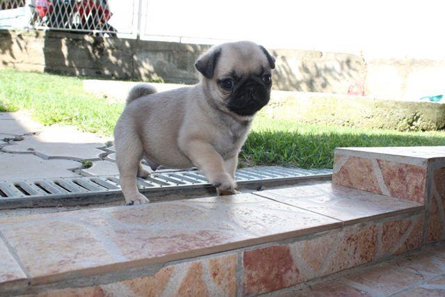 Mops--štenci