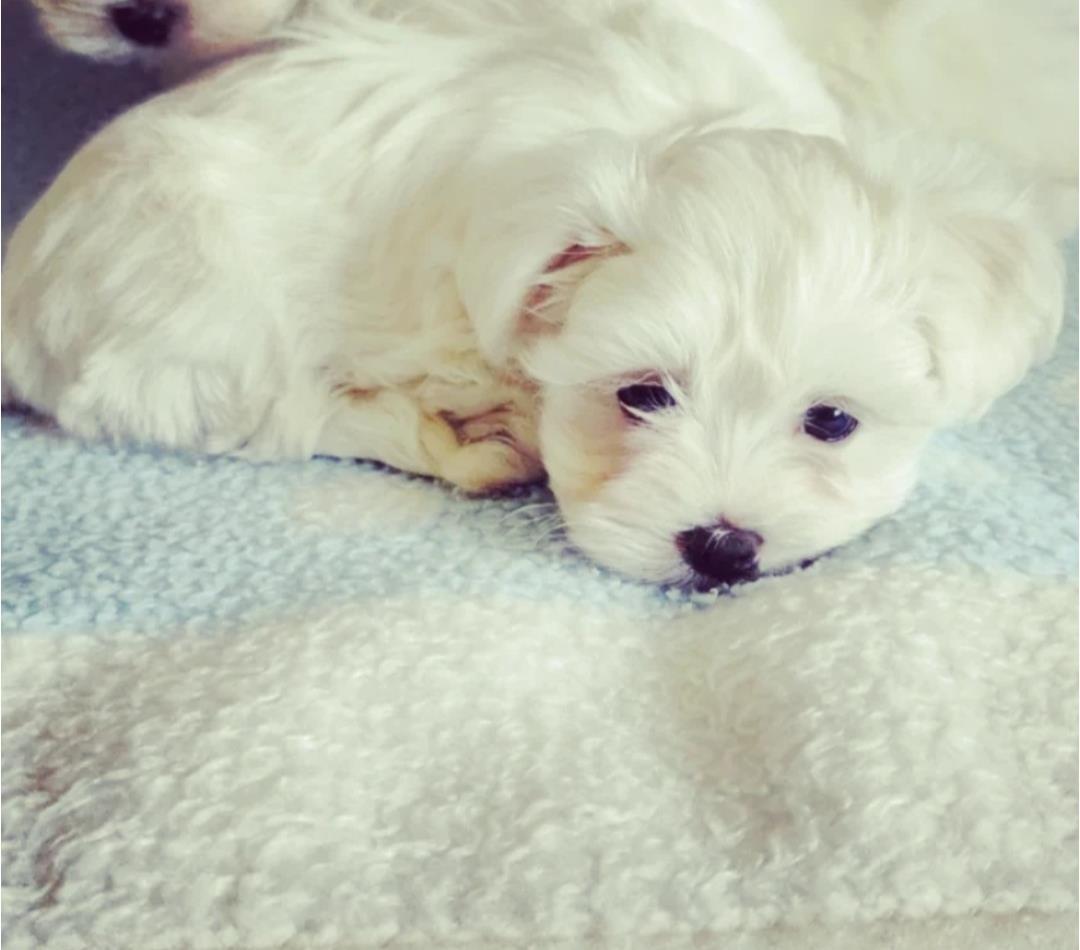 Maltezer-mini