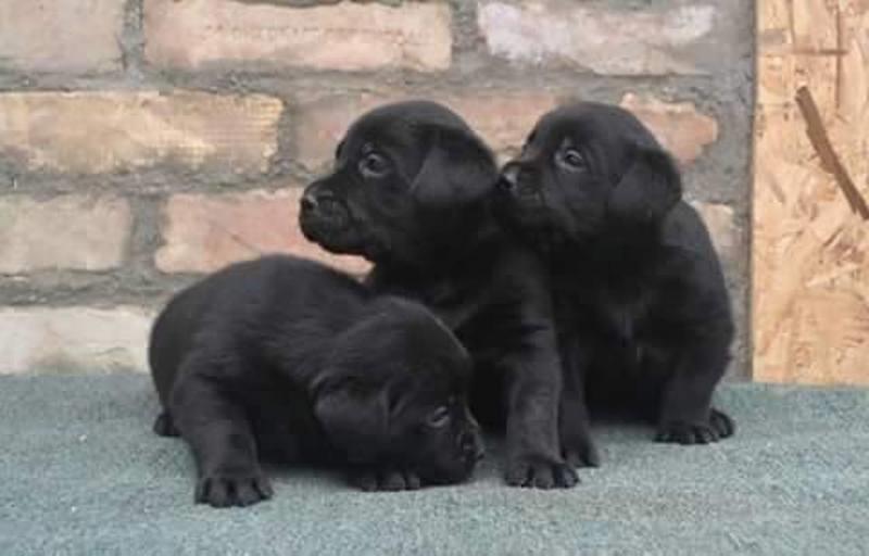Labrador-štenci