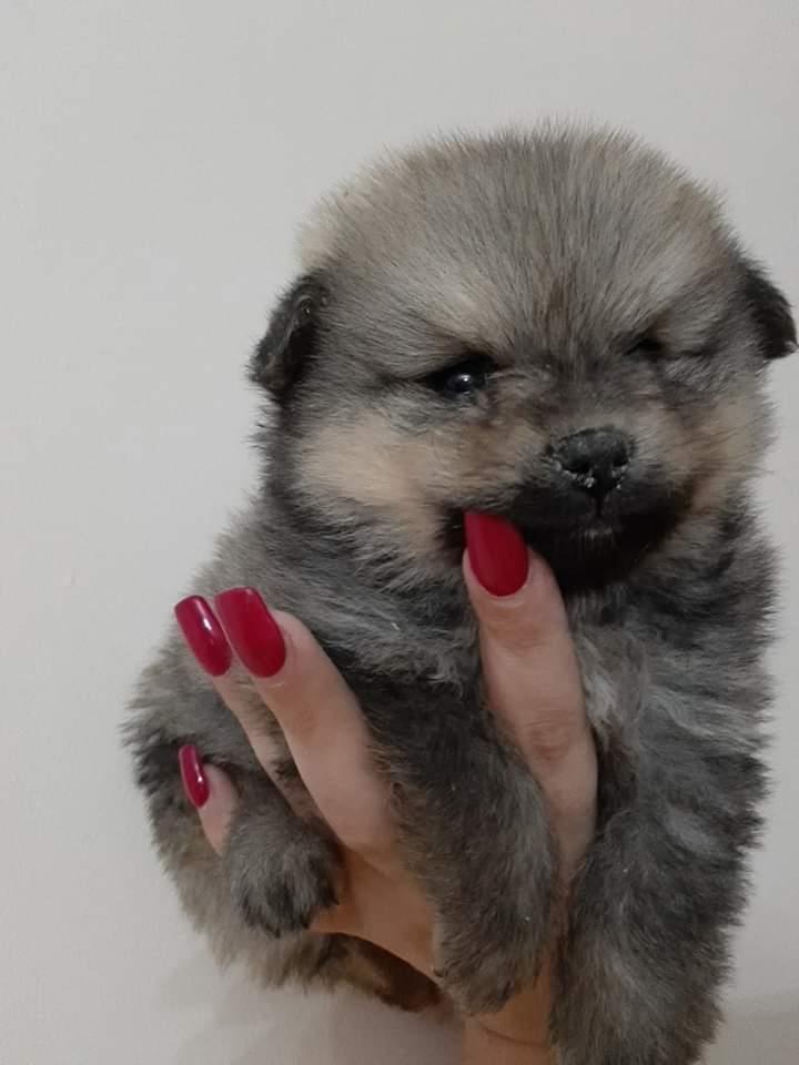 Pomeranski-špic-