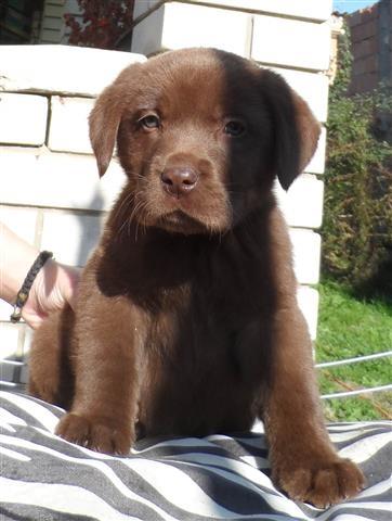 Labrador-retriver