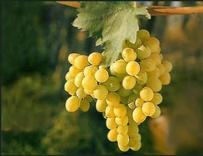 Grožđe