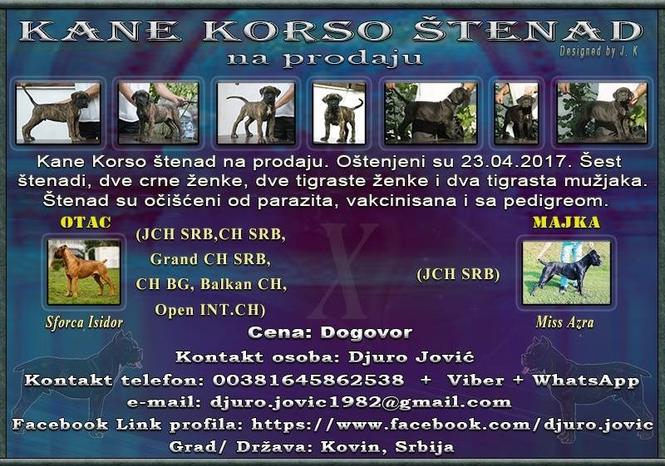 Kane Korso štenad na prodaju
