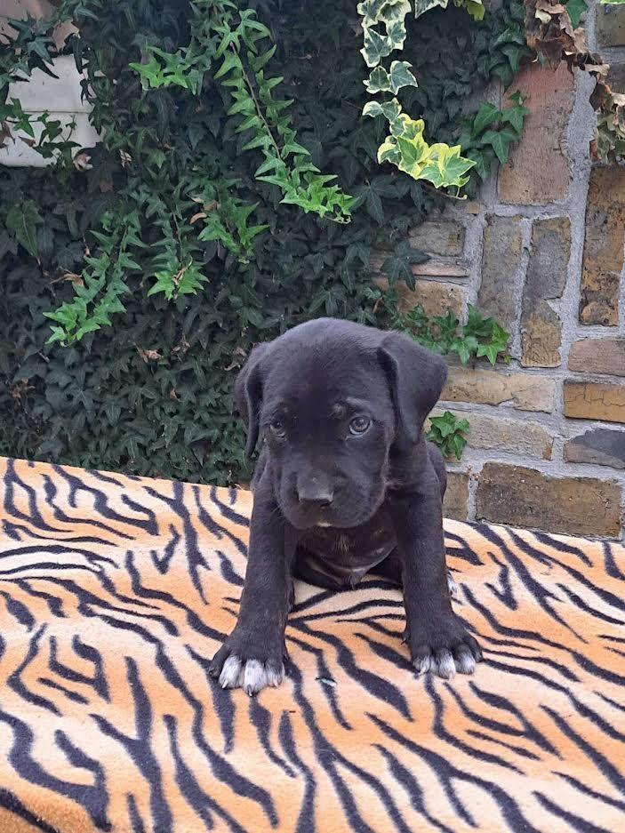 Cane-corso-