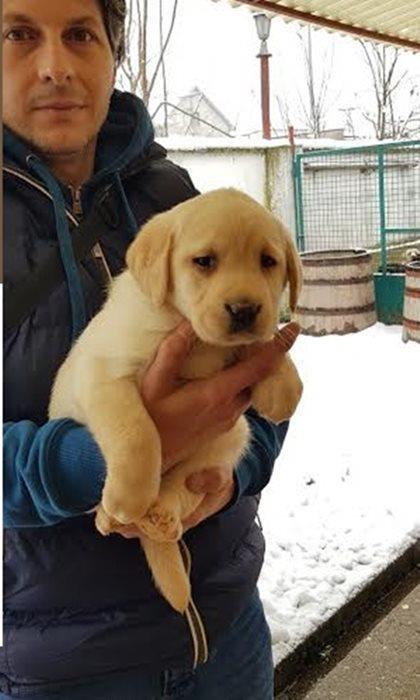 Labrador-retriver--prelepi-štenci
