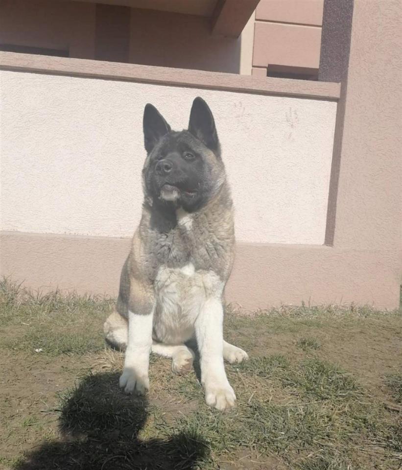 Američka-Akita-ženka