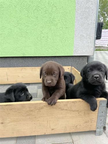 Stenci labradora