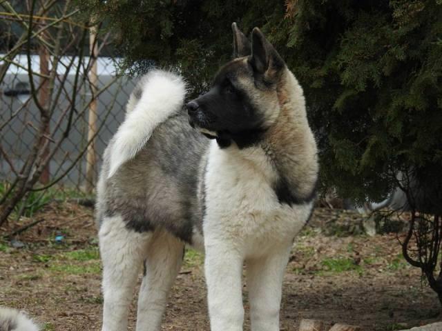 Američka-Akita--štenci