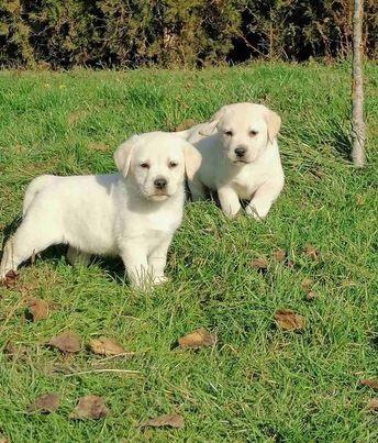 Štenci-labrador-retrivera