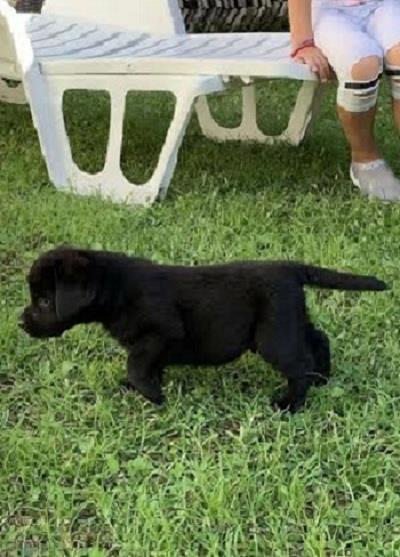 Labrador-Retriver-VRHUNSKI-štenci