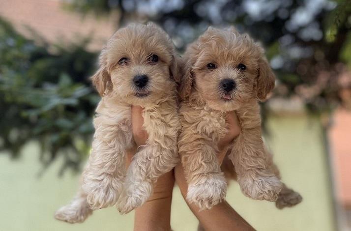 Malti-poo