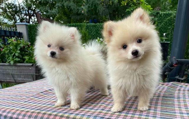 Pomeranac-spic-BOO