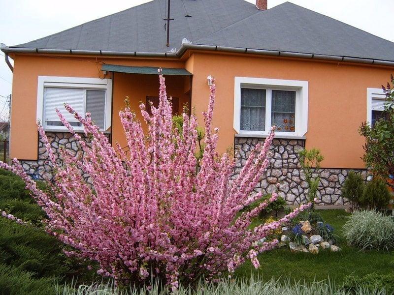 Sadnice-lažnog-badema