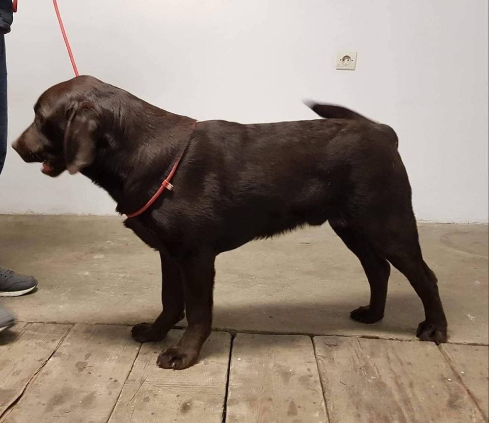 Stenad-Cokoladnog-Labradora