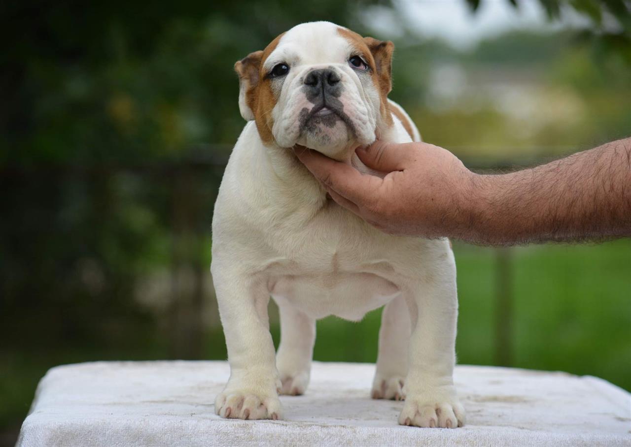 Engleski-buldog