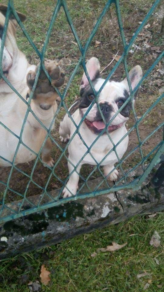 Francuski-buldog-štenci