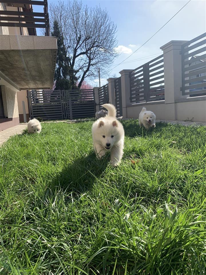 Samojed-stenci
