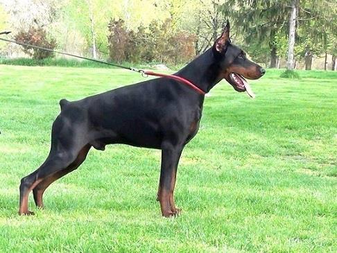 DOBERMAN-stenci
