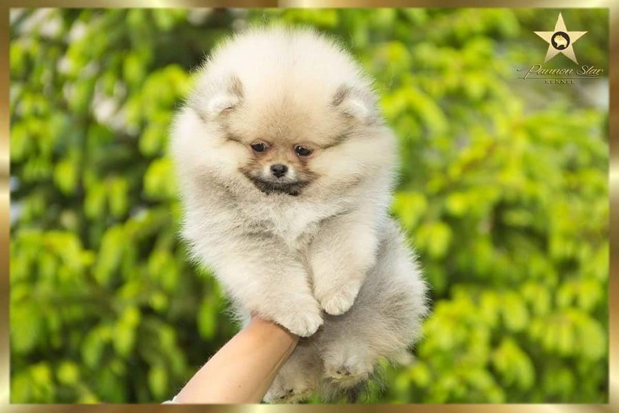 Pomeranski-spic