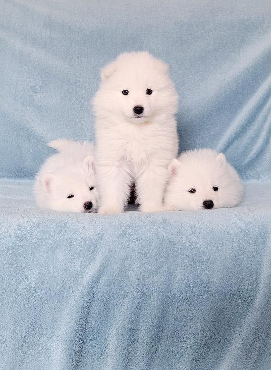Samojed