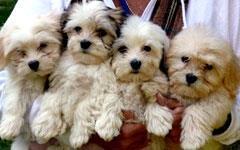 Coton-de-tulear-i-havanski-bison-dva-idealna-kucna