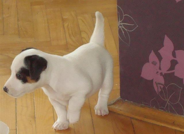 Jack-Russell-terrier