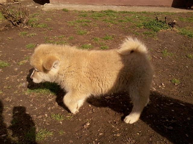 Prodaja-stenaca-akita-inu