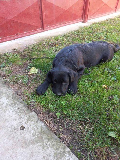 Labrador--zensko-stene