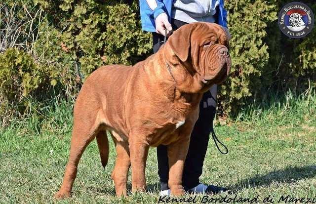 Bordoška-doga--štenci