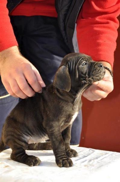 Cane-corso-stenci