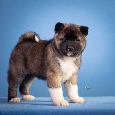 Americka-akita