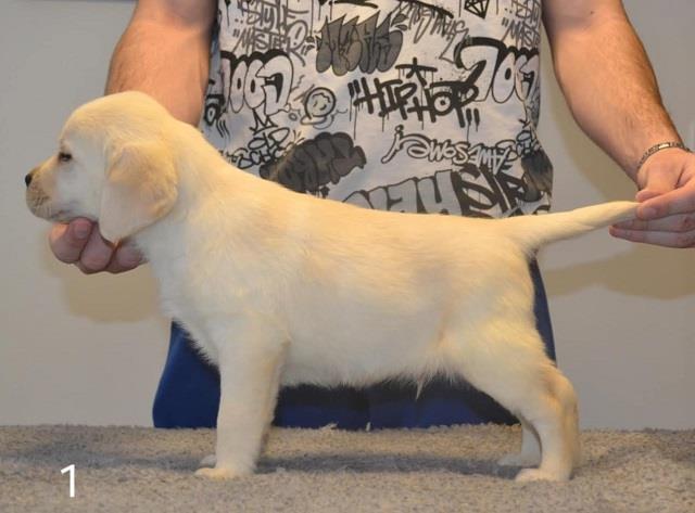 Labrador-retriver