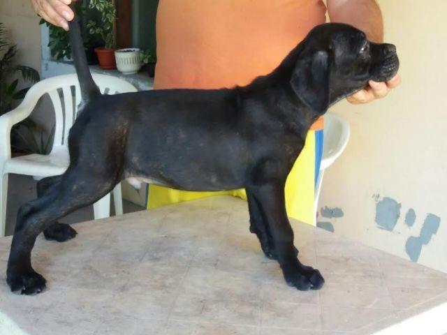 -Stenci-Cane-Corso--