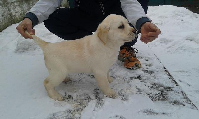Labrador štenci, šampionskog porekla 