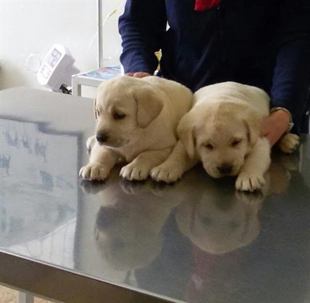 Labrador-retriver-stenci