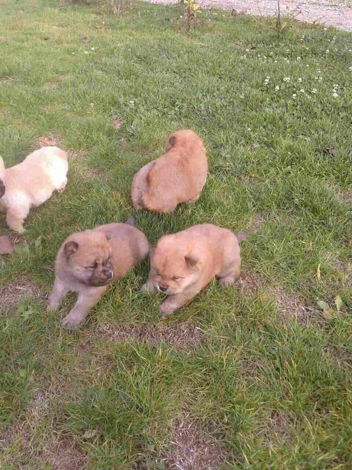 Chow-chow-cau-cau-stenad