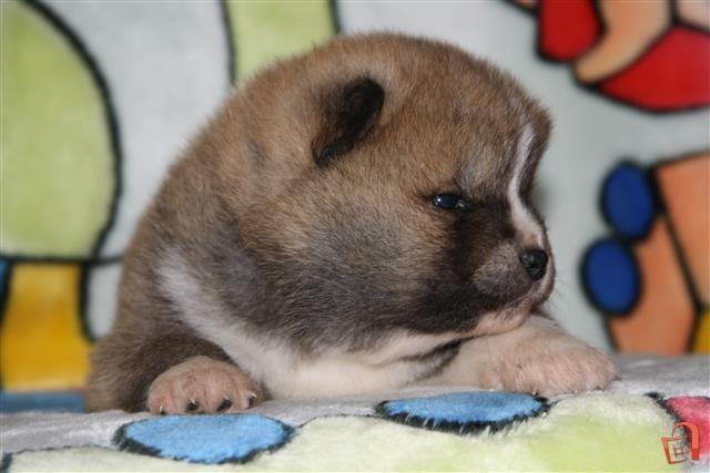 Akita Inu stenci