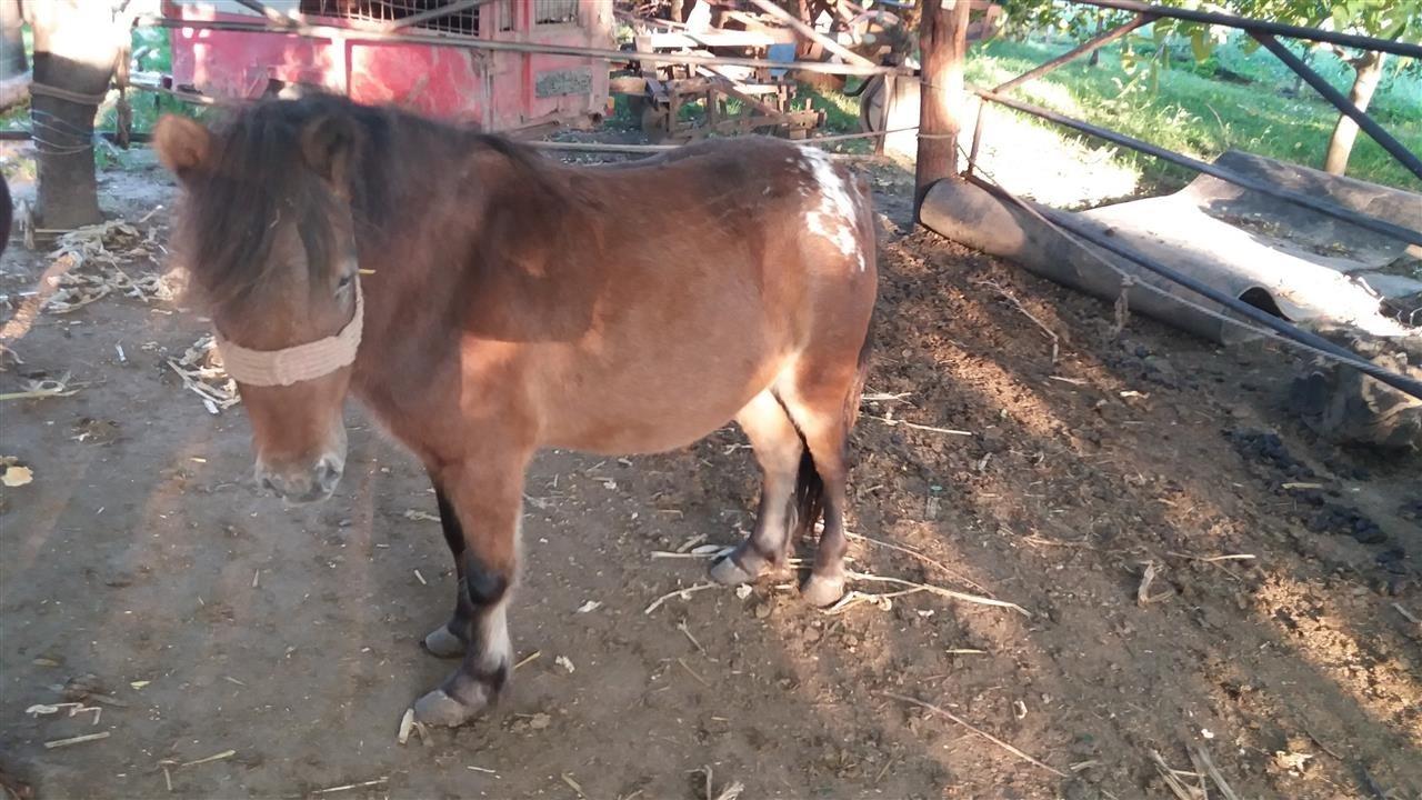 Šetlandski-poni