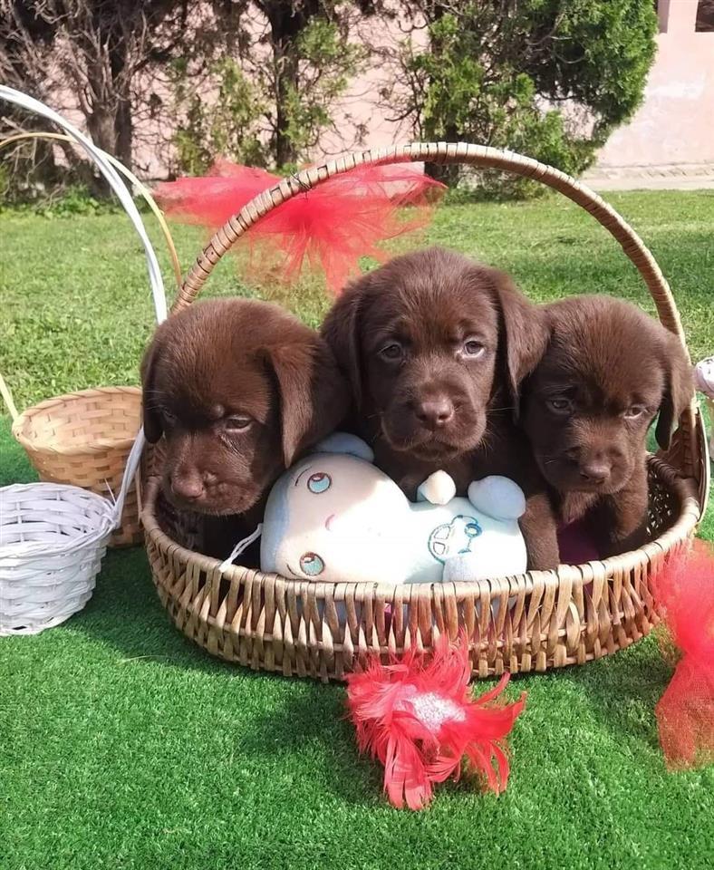 Labrador-retriver-