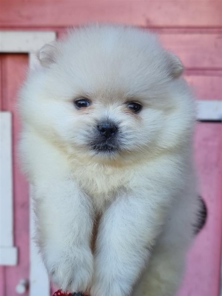 Pomeranac-boo