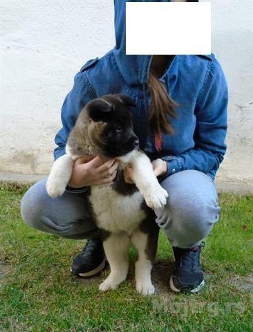 Američka Akita