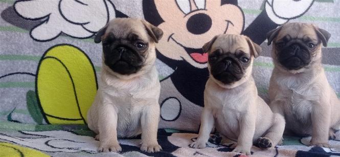 Mops pug