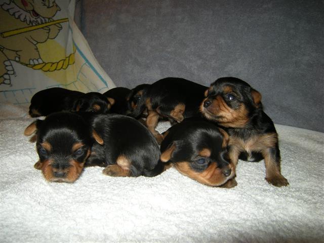 Yorkshire terrier štenad