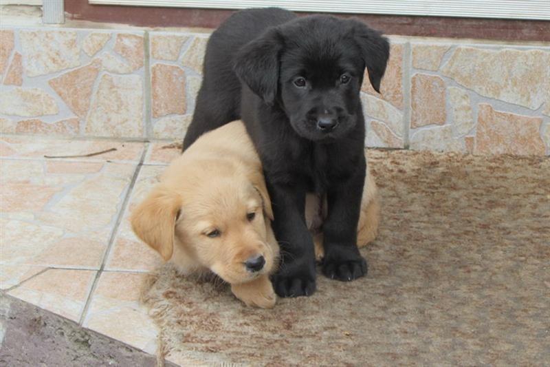 Labrador-retriver-stenad